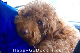 Miniature/medium f1b english goldendoodles (1/2 f1 english cream goldendoodle and 1/2 moyen poodle) date qualities: The Medium Goldendoodle A Complete Guide To These Cute Doods Happy Go Doodle