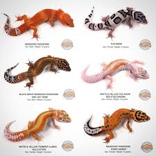 Black And White Striped Leopard Gecko The Urban Reptile On Instagram Available Leopard Geckos We Have Just Updated Our Website With 140 Ne Leopard Gecko Cute Leopard Gecko Care Leopard Gecko