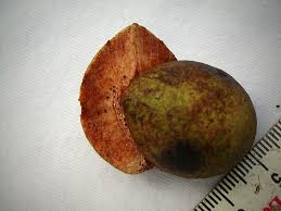 Image result for Rawsonia