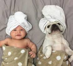 so cute double tap if you like it follow us for more tags dogs dogsofinstagram sevimli hayvan yavrulari cok sirin hayvanlar hayvan bebekler
