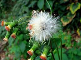Image result for Crassocephalum picridifolium