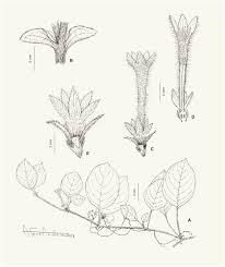 Image result for Sabicea