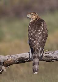 How To Age Cooper S Hawks Hawks Aloft Inc