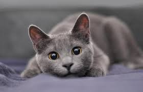 The russian blue cat appears to be larger than she is because of her extremely dense, soft double coat. 13 Gorgeous Grey Cat Breeds Lovetoknow