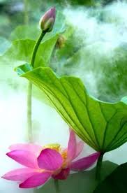 Lotus Leaves Szukaj W Google Lotus Painting Beautiful Flowers Water Lilies