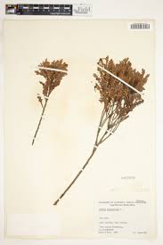 Image result for Myrica pilulifera