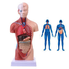 Attached to the bones of the skeletal system are about 700 named muscles that make up roughly half of a person's body weight. Human Torso Body Model Anatomy Anatomical Medical Internal Organs For Teaching Shopee Indonesia