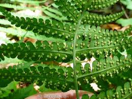 Simply trim down all of the fronds to soil level. Basic Fern Identification Trekohio