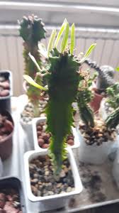 Euphorbia ingens (candelabra tree) is a succulent tree, up to 40 feet (12 m) tall, with a short trunk and dark green branches that form a rounded crown. Photo Of The Seedling Or Young Plant Of Candelabra Tree Euphorbia Ingens Posted By Skopjecollection Garden Org