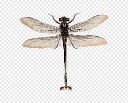 Image result for Pterygota