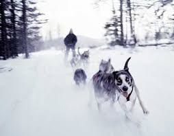 Winter Dog Sledding Family Dogsledding Activities Near Stowe Jay Peak And Smugglers Notch Dog Sledding Winter Dog Dog Whistle
