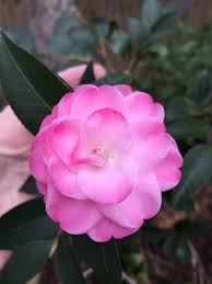 Camellia Miniature Sweet Jane Beautiful Flowers Cacti And Succulents Camellia