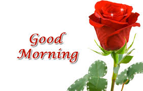 Good morning inspiration quotes in hindi. Good Morning With Red Rose