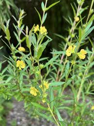 Image result for Heimia salicifolia