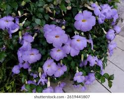 Image result for Thunbergia erecta