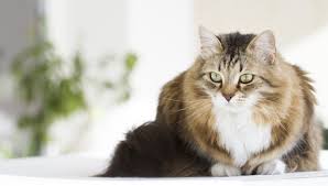 Croshka siberian cats and kittens have been breeding high quality siberians since 1994. The Siberian Cat An Hypoallergenic Breed By 4kpets Medium