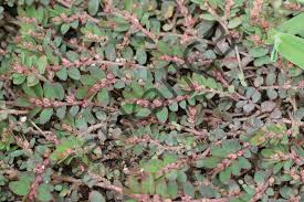 Image result for Euphorbia thymifolia