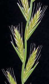 Image result for Lolium multiflorum