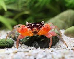 Image result for Crabbea nana