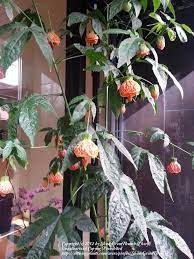 It attracts hummingbirds like crazy, they can't seem to get enough of its nectar. Photo Of The Entire Plant Of Flowering Maple Abutilon Tiger Eye Posted By Shadygreenthumb Garden Org