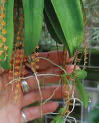 Image result for Chamaeangis