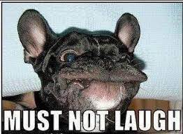 Try Not To Laugh Funny Dog Pictures Funny Animal Photos Funny Dog Photos Pagesmediatv & filmtv channeltry not to laugh animals.
