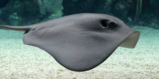 Pin On Sea Life