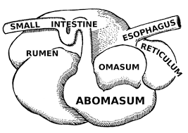First, a camel's internal body temperature has a far greater range than our bodies. Ruminant Wikiwand