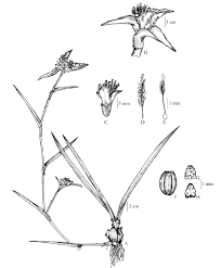 Image result for Cyanotis vaga