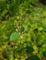 Image result for Neonotonia wightii