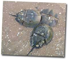 Polyphemus the decline has primarily been due to we found that c. Evolution Of The Horseshoe Crab