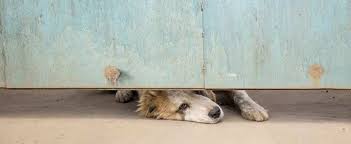 Comprendre Prevenir Et Traiter L Anxiete De Separation Chez Le Chien