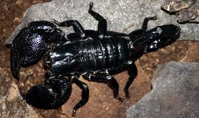 The Emperor Scorpion Pandinus Imperator Is A Species Of Scorpion Native To Rainforests And Savannas In West Africa The Emperor Scor Hayvan Surungenler Akrep