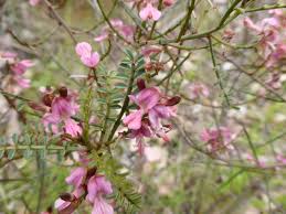 Image result for Indigofera adenoides