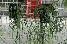 Image result for Rhipsalis baccifera