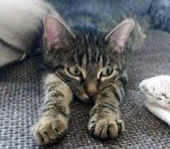 , katzen kotet in die wohnung. Katze Macht Ihr Grosses Geschaft Nicht Ins Klo 5 Ursachen Und Losungen