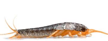 Silberfische Silberfischchen Anti Vermin Ratgeber Ungeziefer Ex De 2020