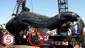 Nah, untuk kelas spesies ini yang paling besar bernama leedsichthys problematicus. Raksasa 5 Makhluk Terbesar Di Dunia Yang Pernah Tertangkap Manusia Youtube