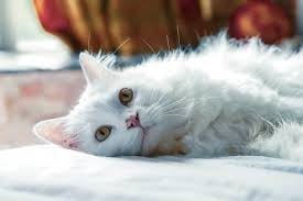 Himalayan cats are also related to persian cats that is why you can see a resemblance in their appearance characterized by beauty. Are Persian Cats Hypoallergenic Tips For Allergy Sufferers Whisker Pals