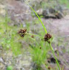 Image result for Rhynchospora gracillima