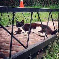 pin by ibo on photography 攝影美學 ian chen animals chen