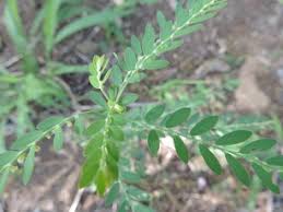 Image result for Phyllanthus fraternus