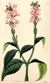 Image result for Acanthopale