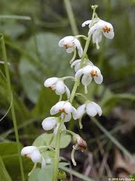 Image result for Rinorea elliptica