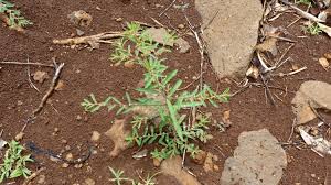 Image result for Phyllanthus pentandrus