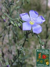 Image result for Linaceae