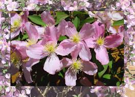 Главная каталог продукции клематисы окс (голландия). Clematis Foto Bild Fruhling Natur Blume Bilder Auf Fotocommunity