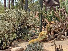 Redlands church of the nazarene 1307 e citrus ave. Redlands Cactus And Succulent Society Grows As Drought Continues Redlands Daily Facts