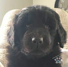 Meet Penelope She Is A Sweet Purebred Newfoundland Puppy Penelope Is Such A Darling Girl And Loves To Be Cuddled An Puppy Finder Puppies Newfoundland Puppies