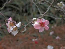 A parrot sits on an almond tree blooming in jerusalem on february 17, 2016. What S In Bloom Birmingham Botanical Gardens